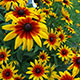 image de Rudbeckia hirta