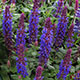 image de Salvia nemorosa