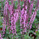 image de Salvia nemorosa