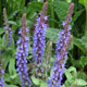 image de Salvia nemorosa