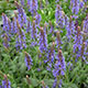 image de Salvia x sylvestris