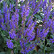 image de Salvia x sylvestris