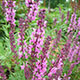 image de Salvia x sylvestris