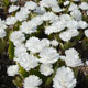 image de Sanguinaria canadensis