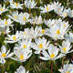 image de Sanguinaria canadensis