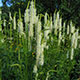 image de Sanguisorba canadensis