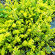 image de Sedum rupestre