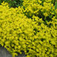 image de Sedum acre