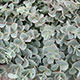 image de Sedum spathulis