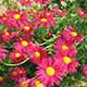 image de Tanacetum coccineum