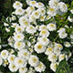 image de Tanacetum parthenium