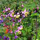 image de Thalictrum rochebruneanum