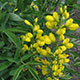 image de Thermopsis sp.