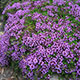 image de Thymus serpyllum coccineus