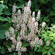 image de Tiarella