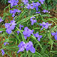 image de Tradescantia  Andersoniana