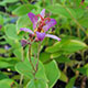 image de Tricyrtis formosana