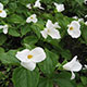 image de Trillium grandiflorum