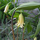 image de Uvularia sessifolia