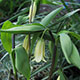 image de Uvularia sessifolia