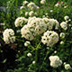 image de Valeriana officinalis