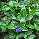 image de Vinca minor