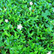 image de Vinca minor alba