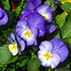 image de Viola x hybrida