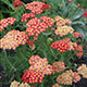 image de Achillea millefolium