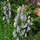 image de Aconitum