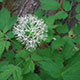 image de Actaea rubra neglecta