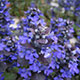 image de Ajuga reptans