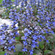 image de Ajuga reptans