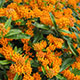 image de Asclepias tuberosa