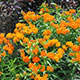 image de Asclepias tuberosa