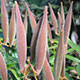 image de Asclepias tuberosa