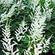 image de Astilbe x arendsii