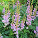 image de Astilbe chinensis pumila