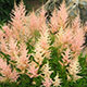 image de Astilbe sp.