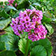 image de Bergenia cordifolia