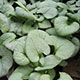 image de Brunnera macrophylla