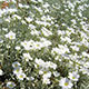 image de Cerastium tomentosum