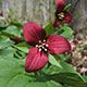 image de Trillium erectum