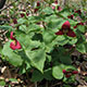 image de Trillium erectum