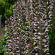 image de Acanthus hungaricus