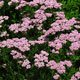 image de Achillea