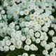 image de Achillea ptarmica