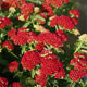 image de Achillea