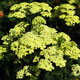 image de Achillea millefolium