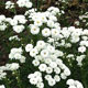 image de Achillea ptarmica